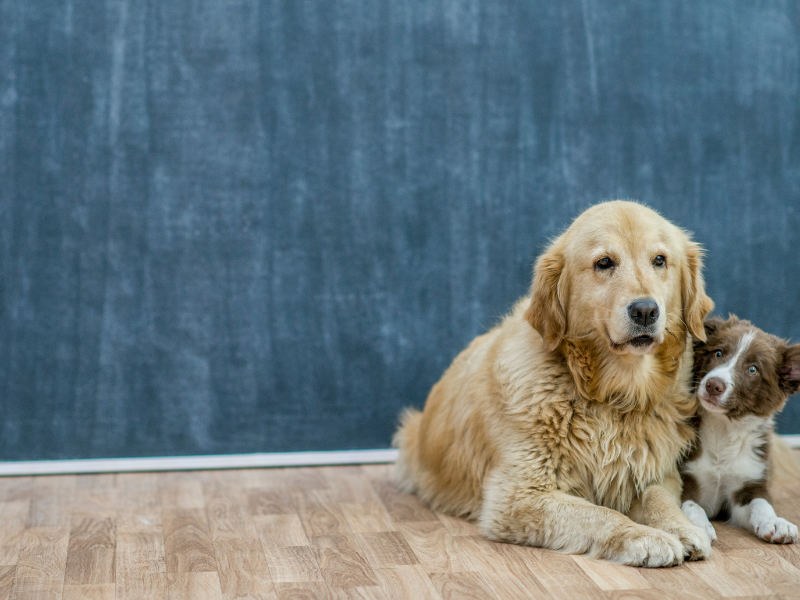 La scelta tra un animale domestico anziano o un cucciolo: vantaggi e svantaggi Amici e Natura iTALIA La scelta tra un animale domestico anziano o un cucciolo: vantaggi e svantaggi Amici e Natura iTALIA